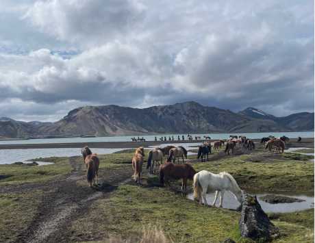 Média réf. 4230 (3/4): Randonnée équestre dans la réserve naturelle de Fjallabak